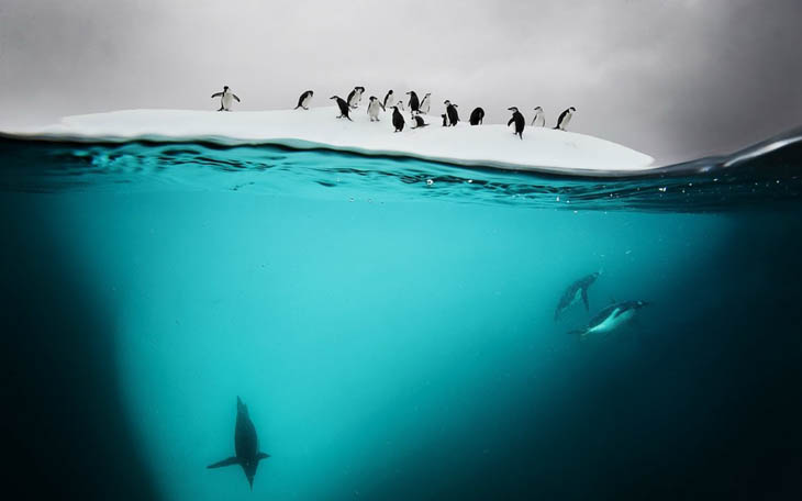 Danko Island, Antarctica