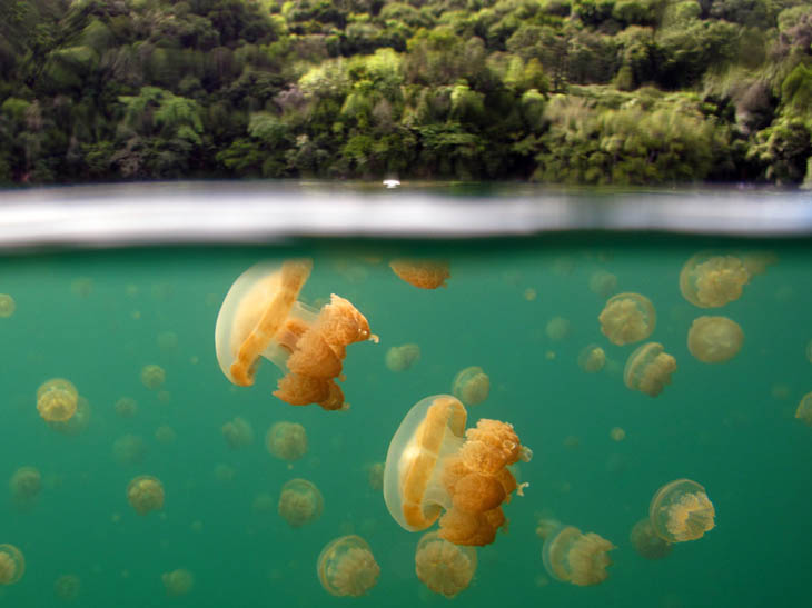 Jellyfish Lake in Palau