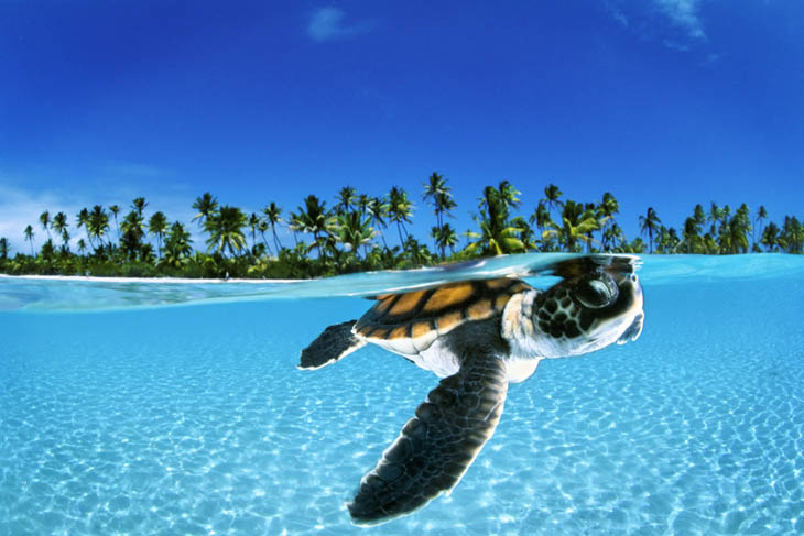 Baby Green Sea Turtle, French Polynesia
