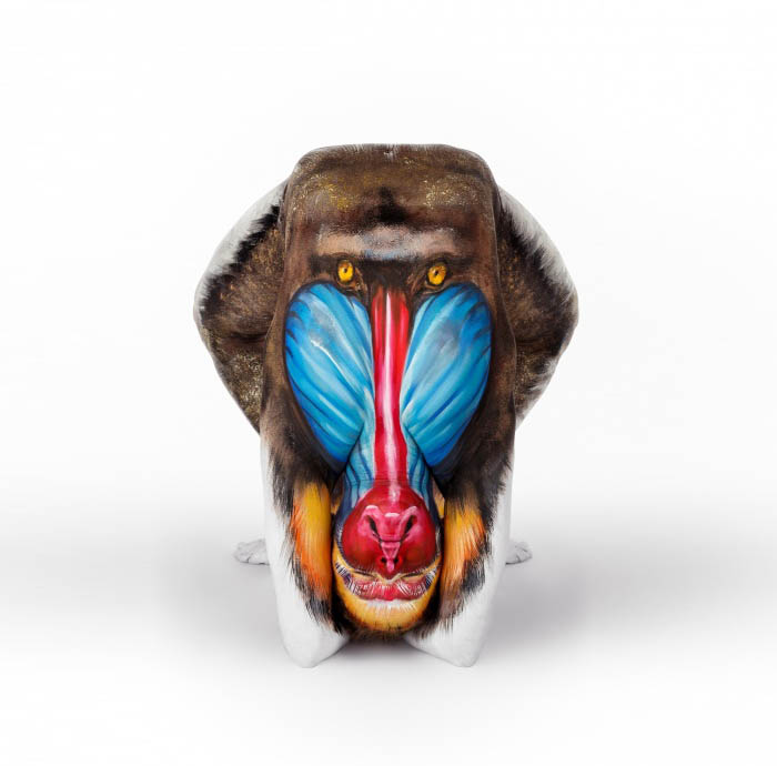 Body Painting Art - Mandrill