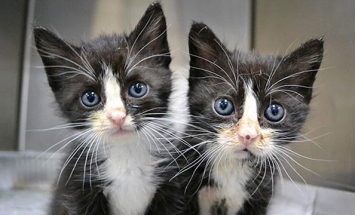 You Won’t Able To Tell Apart These 40 Animal Twins. They Are So Identical!