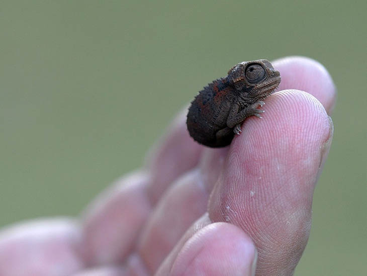 Baby Chameleon