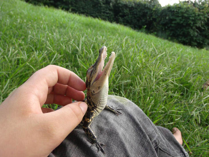 Baby Crocodile