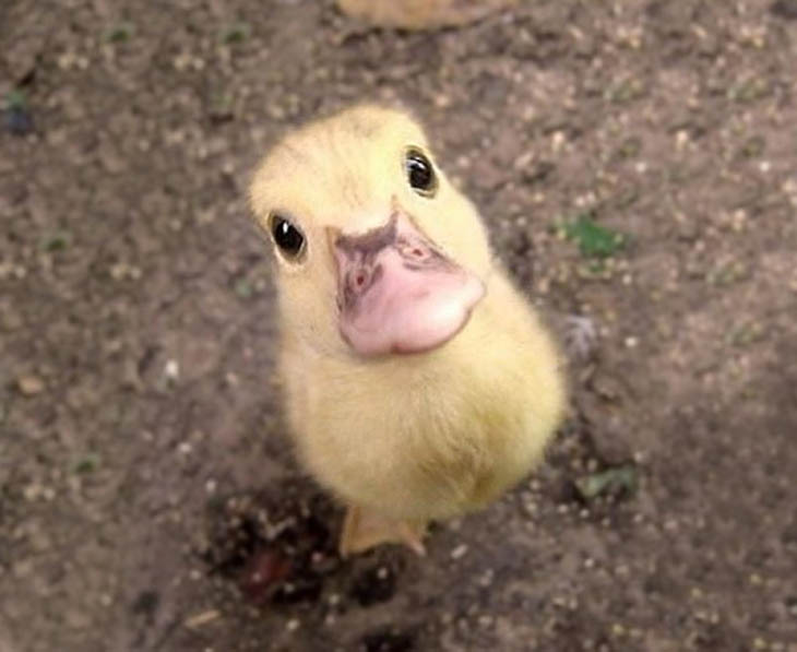 Cute baby animals - Baby Duck