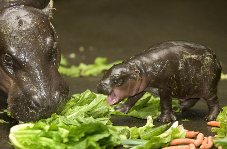 Cute baby animals - Baby Hippo