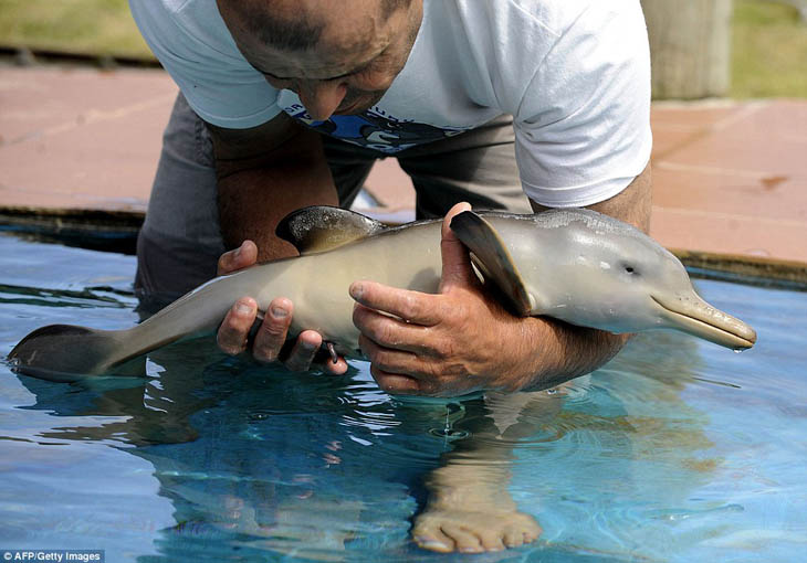 Baby Dolphin