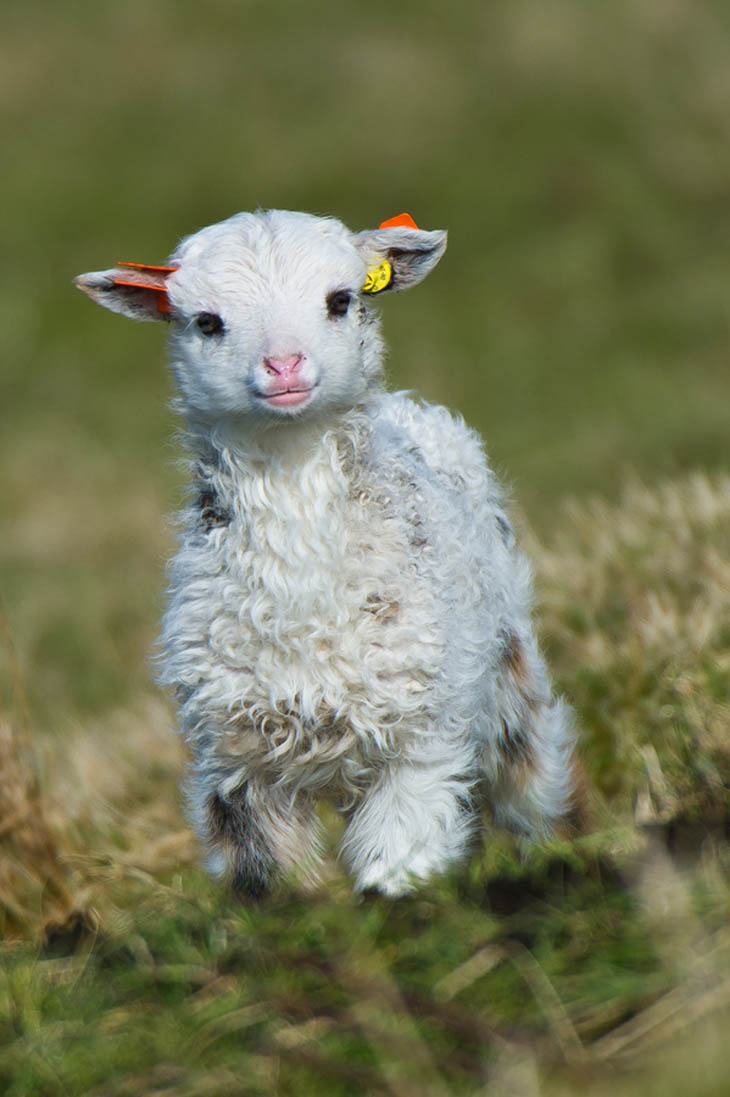 Cute Lamb