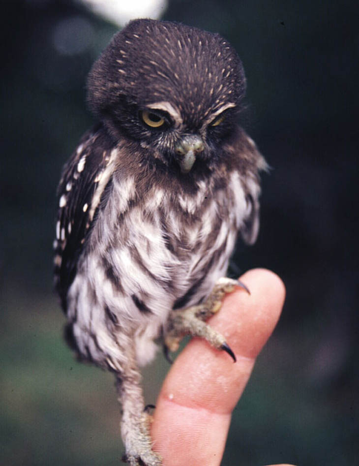 Cute baby animals - Baby Owl