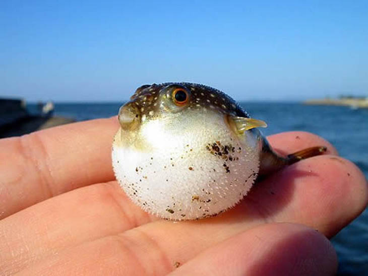 Cute baby animals - Baby Puffer Fish