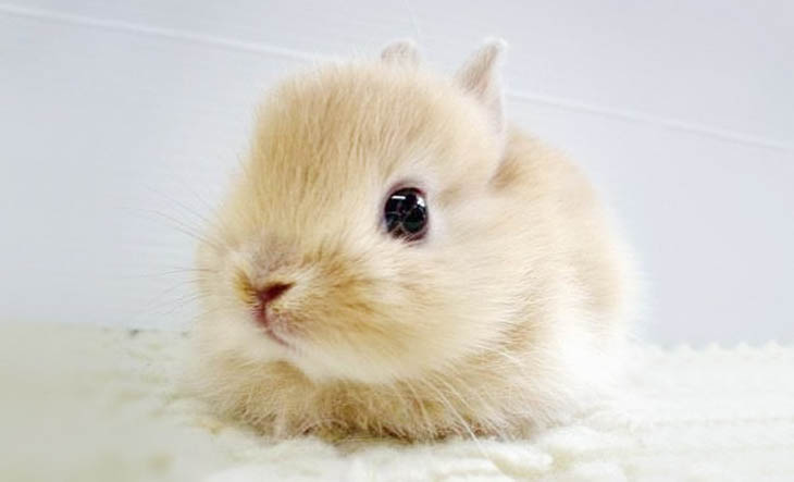 Cute Bunny