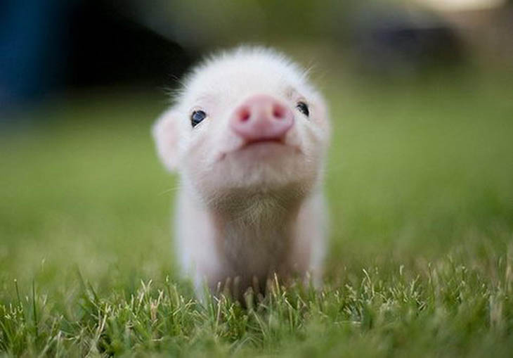 Cute baby animals - Piglet