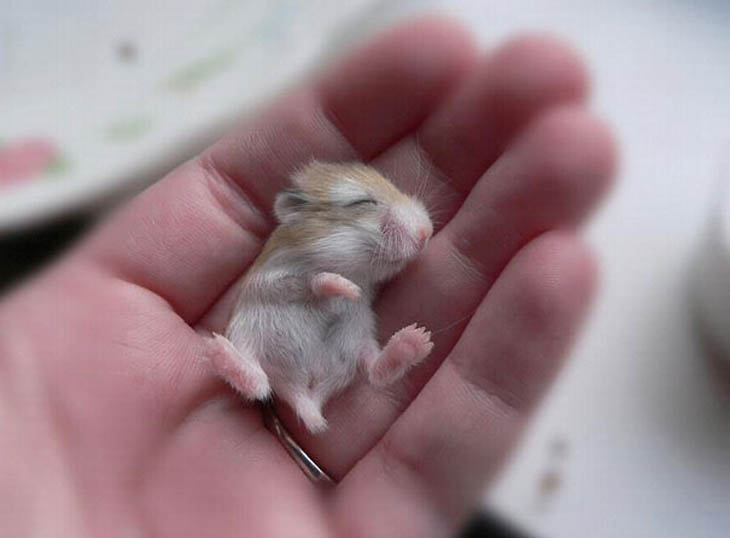 Cute baby animals - Baby Hamster