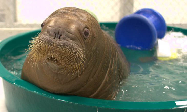 Baby Walrus