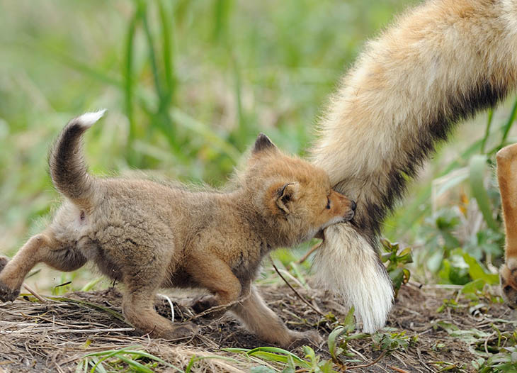 Baby Fox