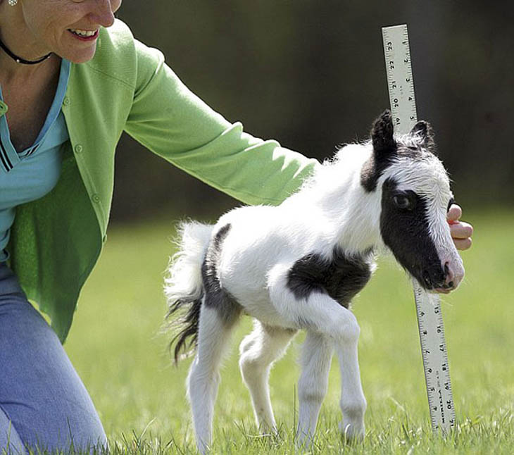 Cute Foal