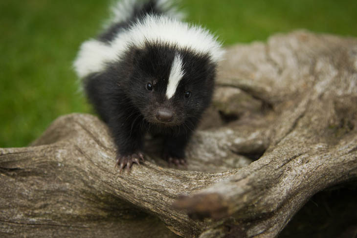 Baby Skunk