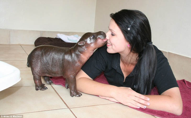 Baby Hippo