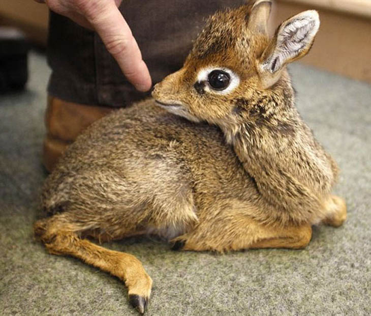 Baby Dik Dik