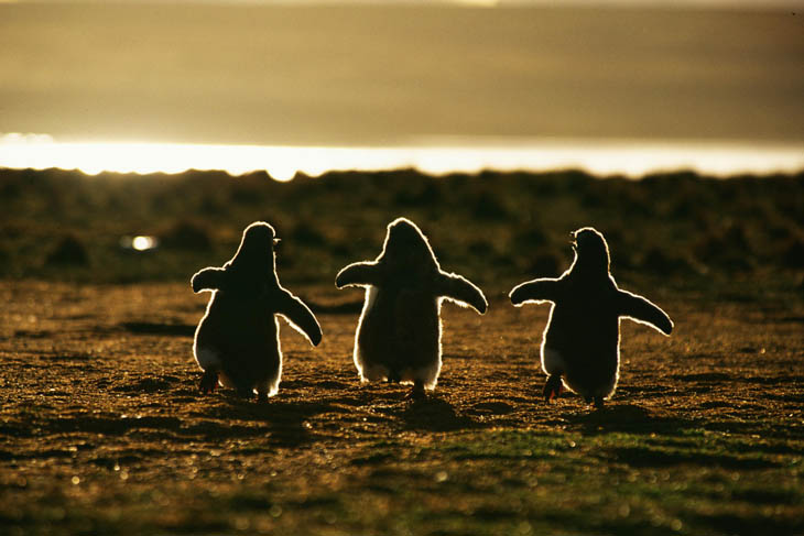 Baby Penguins