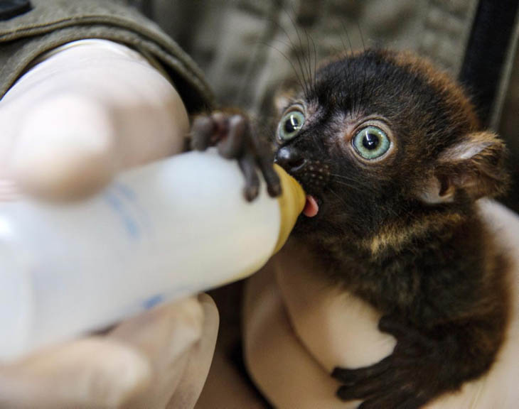 Baby Lemur