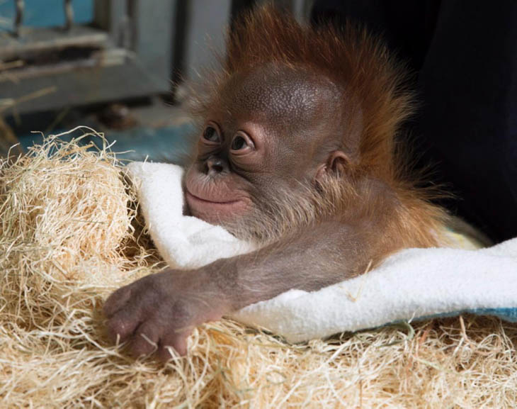 Cute baby animals - Baby Orangutan