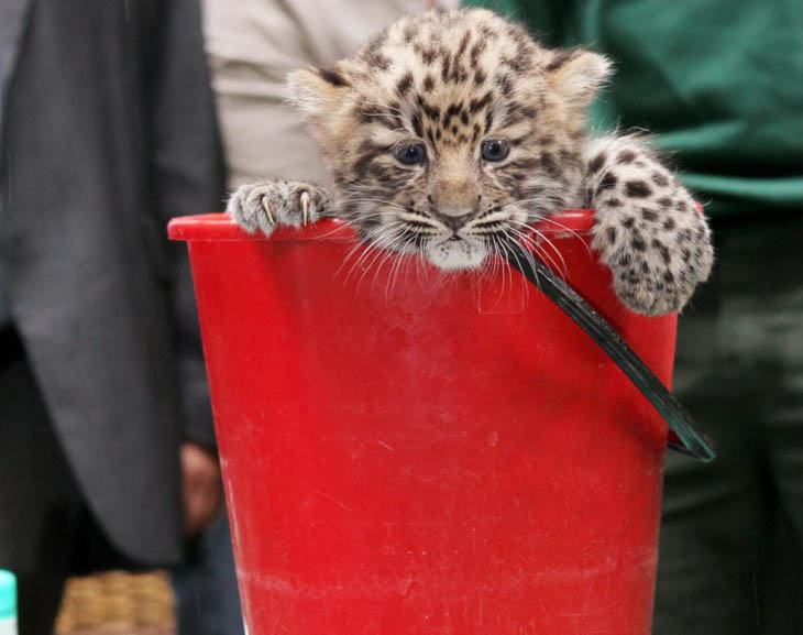 Baby Leopard Cub