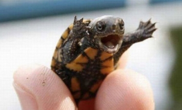 These 50 Cute Baby Animals Are Cuteness Overload. #19 Is Just Awww!
