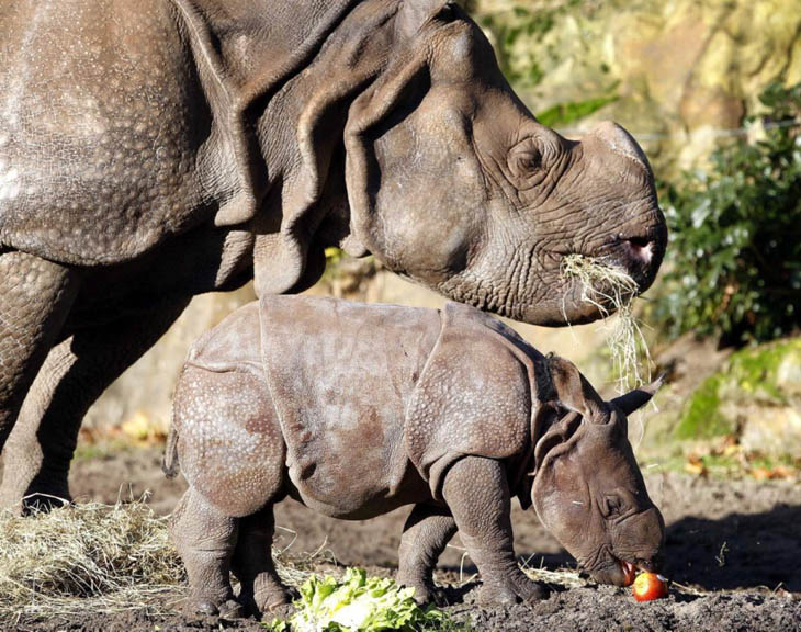 Baby Rhino