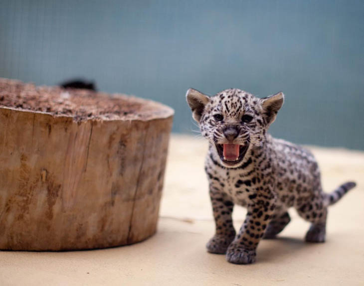 Baby Jaguar Cub