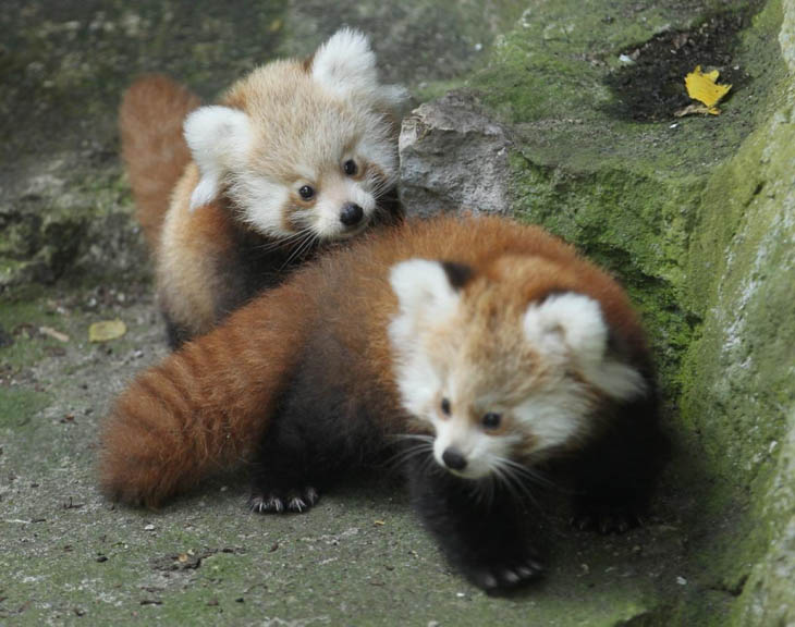 Baby Red Pandas