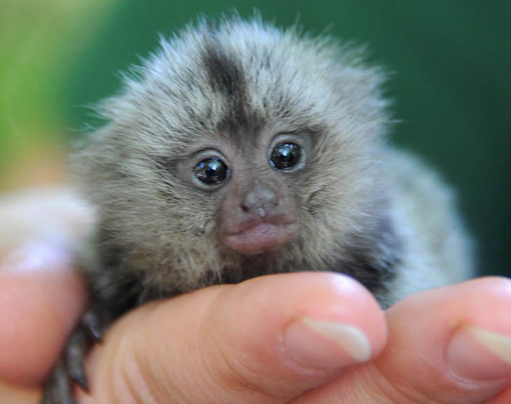 Baby Marmoset