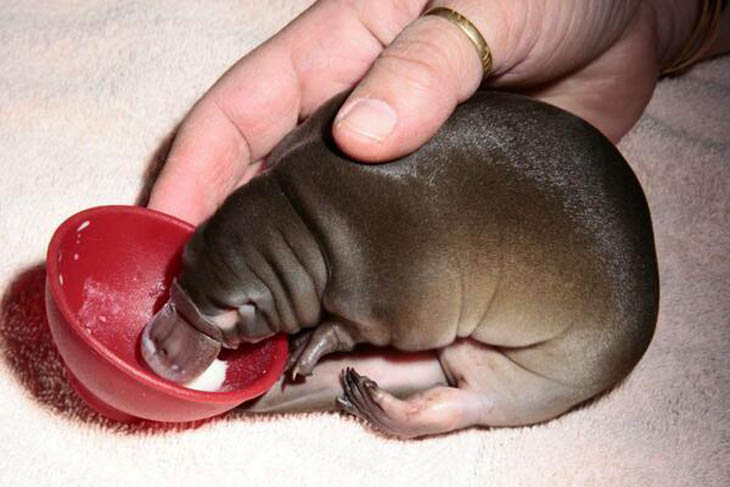 Baby Platypus