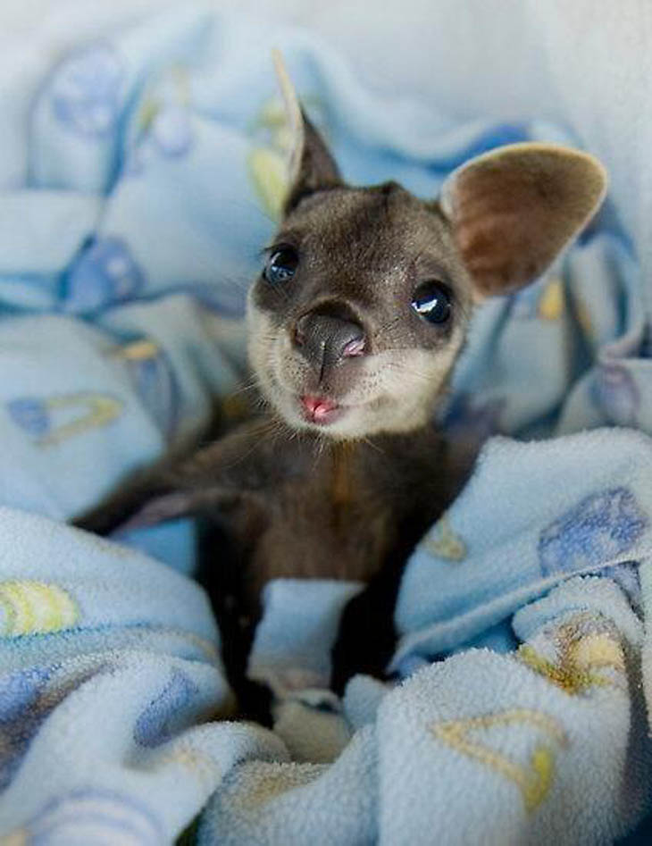 Baby Kangaroo