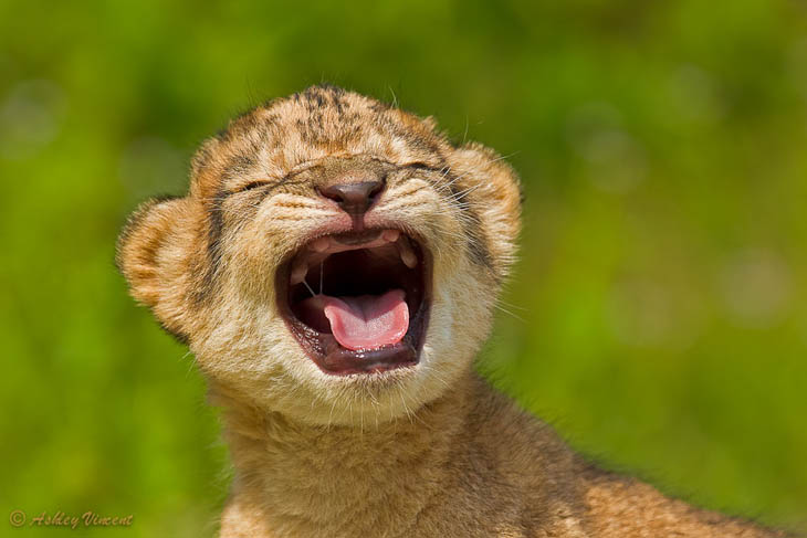 Baby Lion Cub