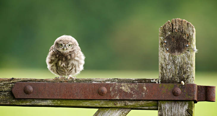 Cute baby animals - Baby Little Owlet