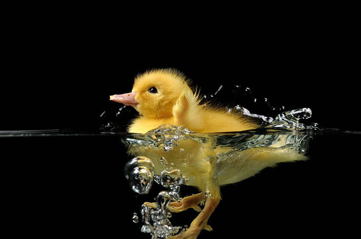 Cute Duckling