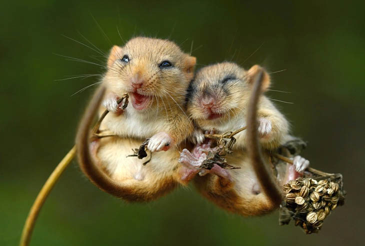 Baby Dormouse