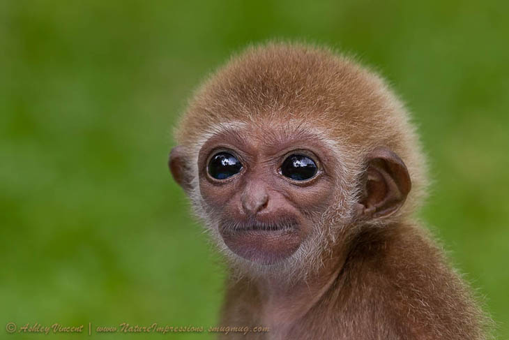 Baby Gibbon