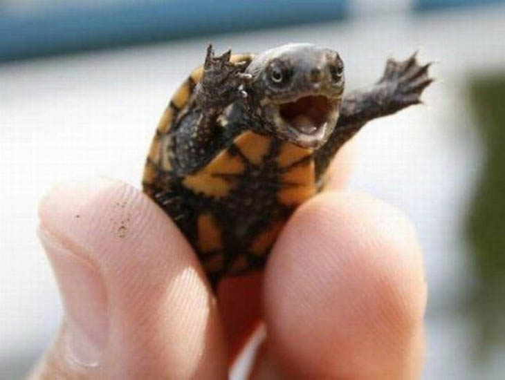 Baby Turtle