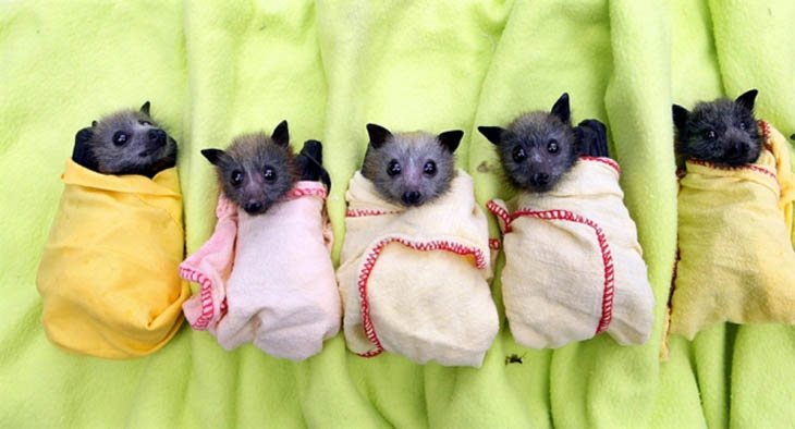 Cute baby animals - Baby Bats