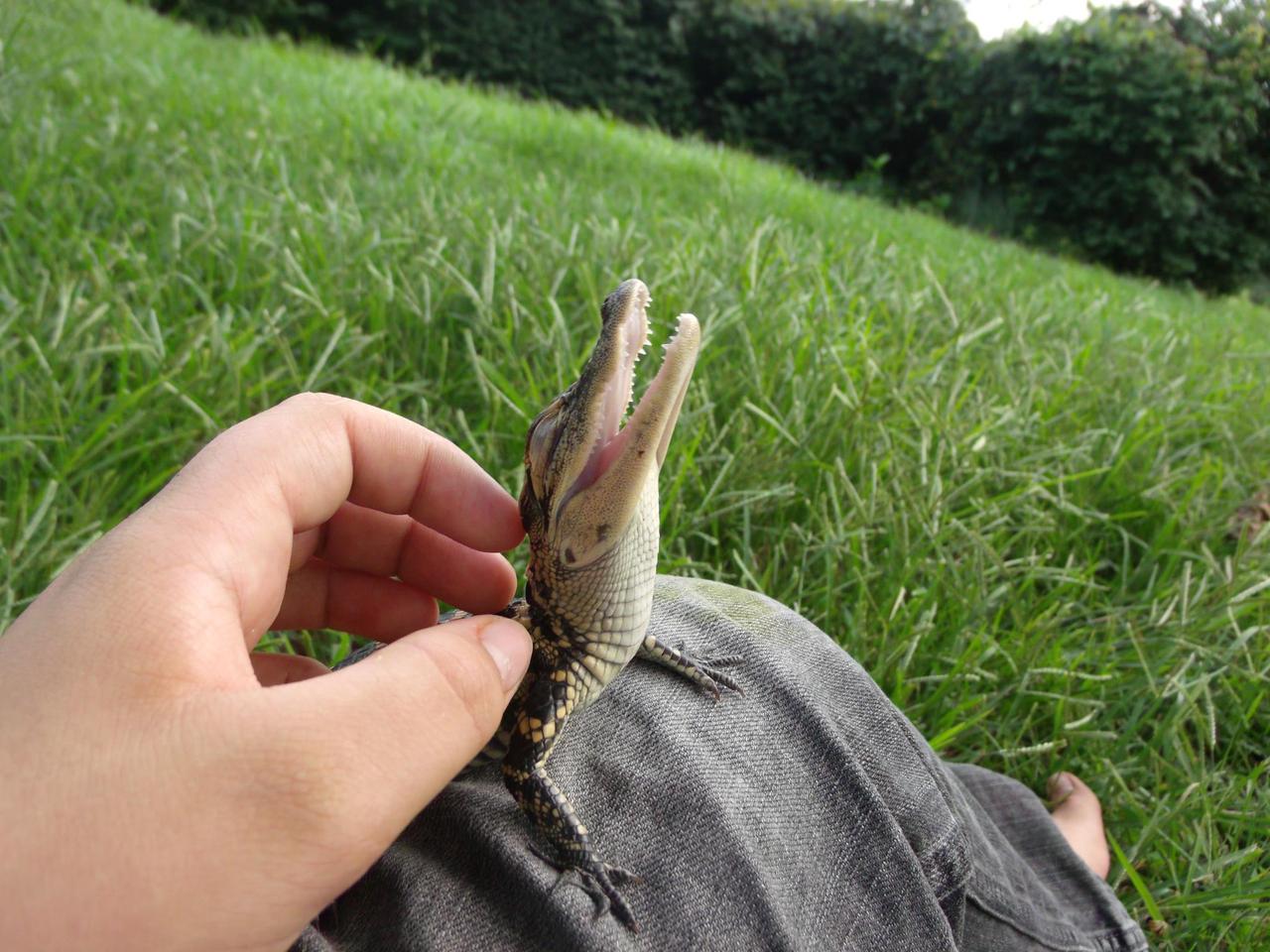 50 Cute Baby Animals That Will Melt Even Stone Cold Heart. 50 Cute Baby Animals That Will Melt Even Stone Cold Heart.