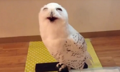 This Is The Cutest Owl Face You’ve Ever Seen. This Will Make You Awww!