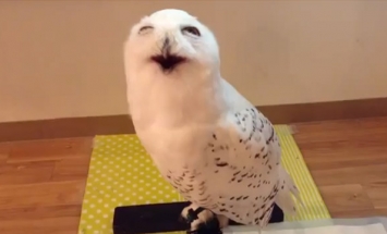 This Is The Cutest Owl Face You’ve Ever Seen. This Will Make You Awww!