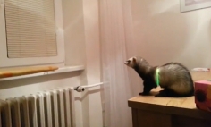 This Failed Ferret Jump Will Make Your Day. At 0:23 You’ll Laugh Like A Crazy!