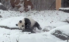 This Giant Happy Panda Sure Know How To Have Fun In The Snow. It’s Hilarious!