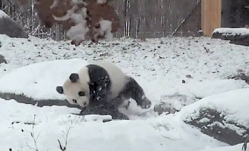 This Giant Happy Panda Sure Know How To Have Fun In The Snow. It’s Hilarious!