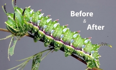 19 Before And After Pictures Of Insect Transformations. #10 Is Pure Awesome!