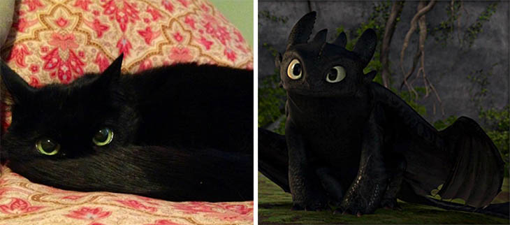 Black Cat Looks Like Toothless From movie 'how To Train Your Dragon'