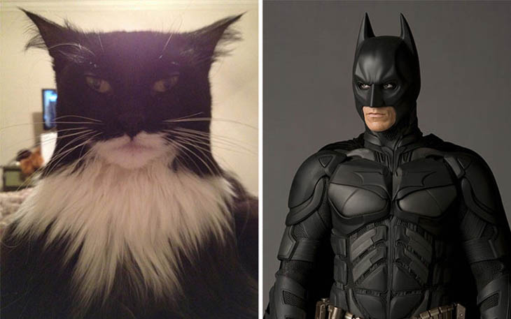 Batman Copycat Cats