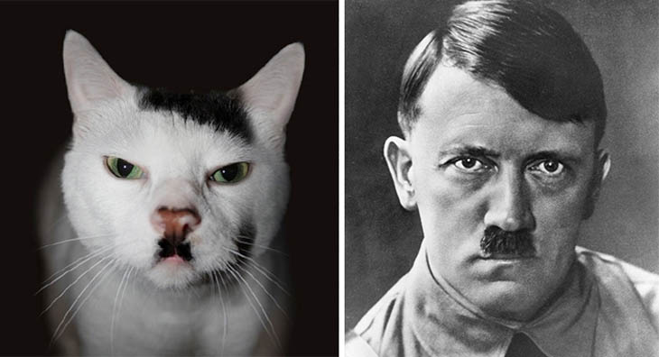 Hitler Copycat Cats
